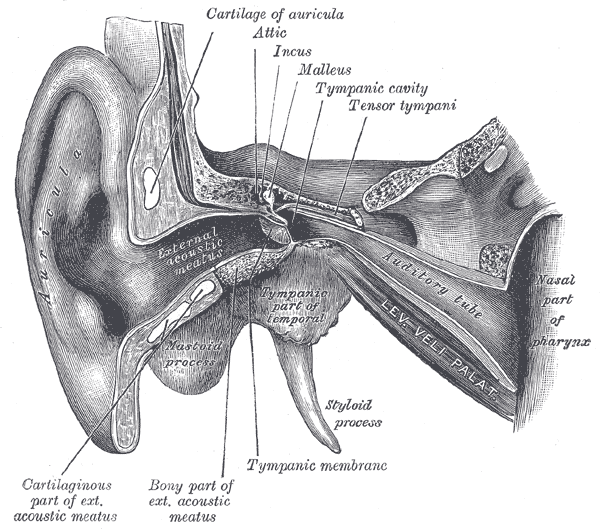 ear diagram